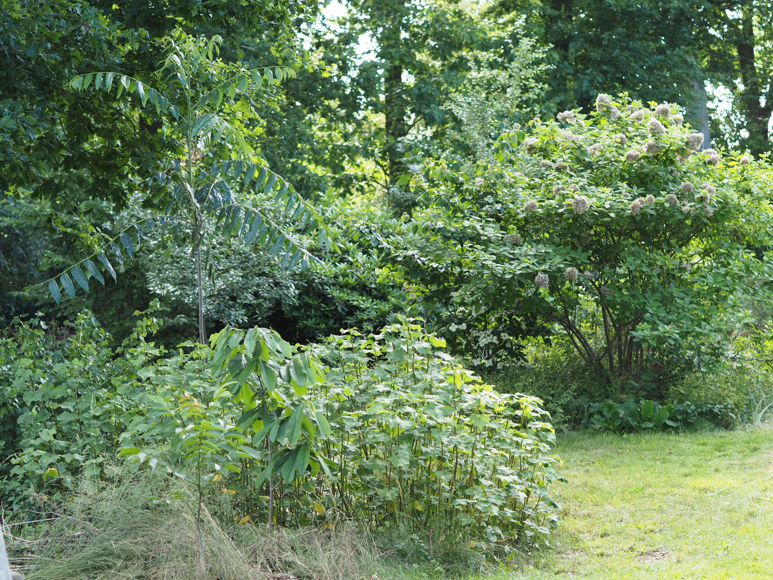 Bäume und Sträucher