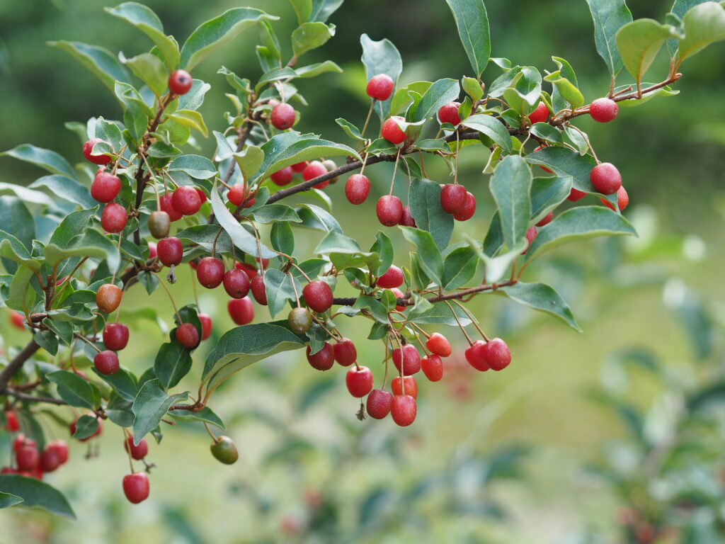 Rote Beeren der Ölweide hängen dicht an dicht an einem Zweig