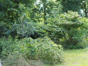 Bäume und Sträucher